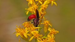 Sphecodes heraclei ignitus