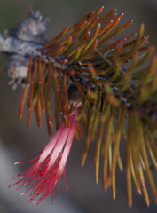 Melaleuca hawkeswoodii