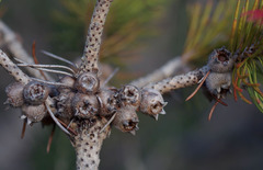 Melaleuca hawkeswoodii