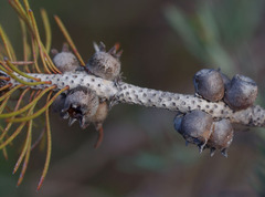 Melaleuca hawkeswoodii