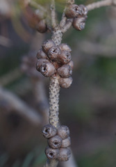 Melaleuca hawkeswoodii