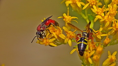 Sphecodes heraclei ignitus