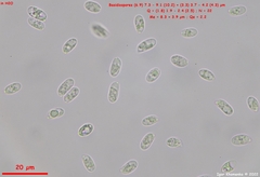 Mycena rosea