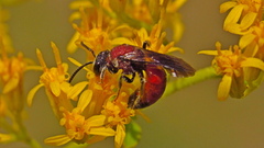 Sphecodes heraclei ignitus