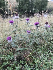 Cirsium decussatum