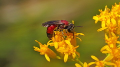 Sphecodes heraclei ignitus