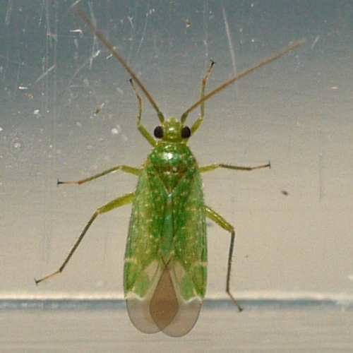 Plant bug (Orthotylus flavosparsus) photo 2