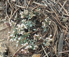 Eriogonum microtheca