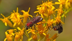 Sphecodes heraclei ignitus
