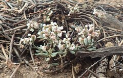 Eriogonum microtheca
