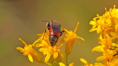 Sphecodes heraclei ignitus