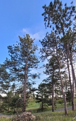Pinus ponderosa