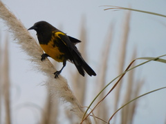 Pseudoleistes virescens
