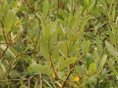 Salix lasiolepis