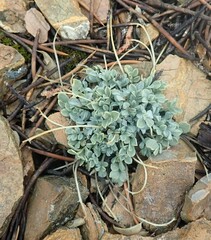 Astragalus calycosus