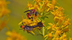 Sphecodes heraclei ignitus