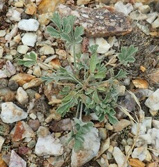 Sphaeralcea grossulariifolia