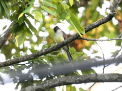 Myiarchus barbirostris