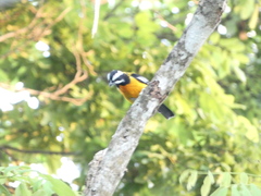 Spindalis nigricephala