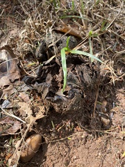 Scleroderma polyrhizum
