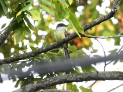 Myiarchus barbirostris