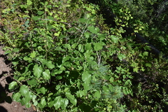 Ceanothus sanguineus