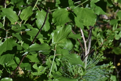 Ceanothus sanguineus