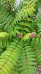 Ailanthus altissima
