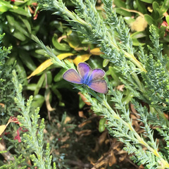 Leptotes trigemmatus