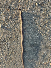 Lampropeltis calligaster