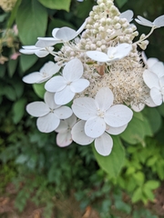 Hydrangea paniculata