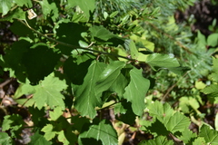 Ceanothus sanguineus