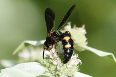 Scolia nobilitata