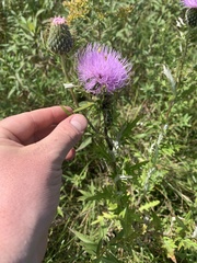 Cirsium discolor