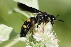 Scolia nobilitata