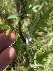 Cirsium discolor
