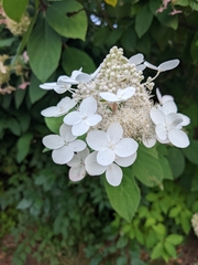 Hydrangea paniculata