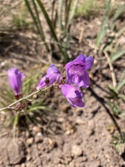 Penstemon neomexicanus