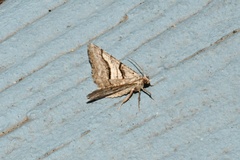 Digrammia continuata