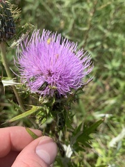 Cirsium discolor