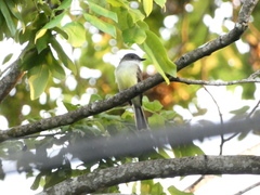 Myiarchus barbirostris