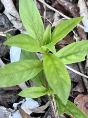 Lysimachia clethroides