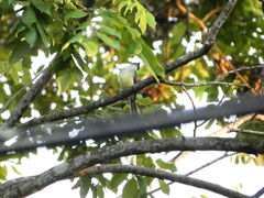 Myiarchus barbirostris