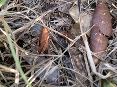 Spharagemon crepitans