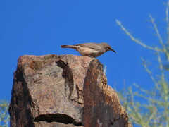 Salpinctes obsoletus