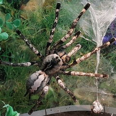 Poecilotheria