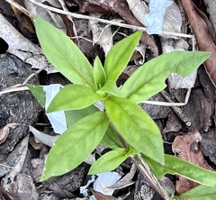Lysimachia clethroides