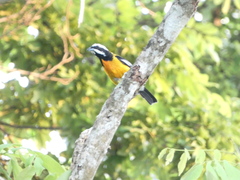 Spindalis nigricephala