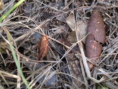 Spharagemon crepitans