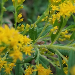 Lepyronia quadrangularis